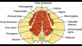 Muscles that make the Perineal body External anal sphincter Bulbospongiosus Levator ani Deep and [upl. by Naleek570]