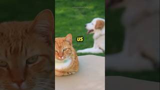 How Cats and Dogs REALLY See You [upl. by Garrott]