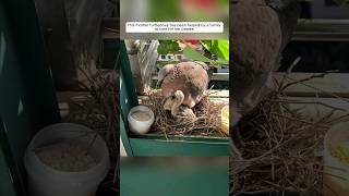 This mother turtledove has been helped by a family to care for her babies animalshorts [upl. by Neraa693]