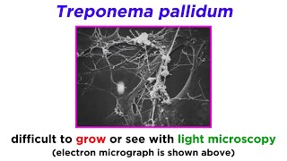 Syphilis Treponema pallidum [upl. by Isabelle]