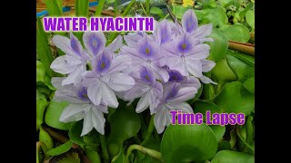 Water Hyacinth  timelapse [upl. by Dnar]