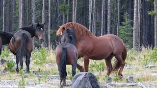 Wild Horse Memories in the Alberta Foothills [upl. by Tobie]