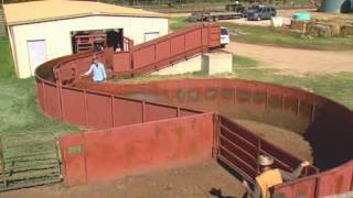 Cattle Handling  Facilities [upl. by Radborne987]