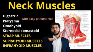 Neck Muscles  Strap  Suprahyoid  Infrahyoid  Deep Neck Muscles Neckmuscles [upl. by Thistle]