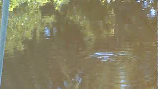 Keene NH Ashuelot River Park Turtle Swim [upl. by Hakon]