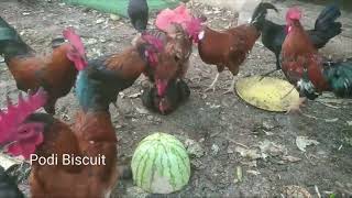 Rooster group Mating with ChickenHen [upl. by Assiram]