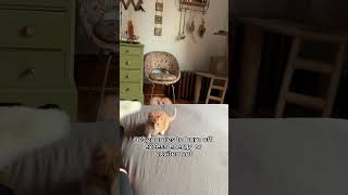 Cat Zoomies  Why Your Cat Suddenly Dashes Around t cat felineinsights shortvideo cutecat [upl. by Yrellam]