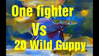 Fighter fish Vs wild Guppy fish [upl. by Wight]