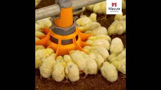 Poultry Automatic Drinker and Feeder System  Mayura Poultry Equipments [upl. by Ulani21]