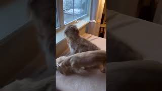 Story of Wilbur and Palmer to watch the snow [upl. by Doniv]