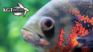 Dont Buy An Oscar Fish Unless You Watch This First 10 Things You Should Know About Oscar Fish [upl. by Adiol]