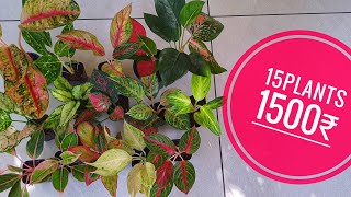 aglaonema combo plants available [upl. by Ecnirp322]