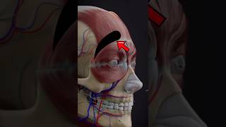 These MUSCLES help you move your BROWS anatomy eyebrows muscles [upl. by Eladnyl]