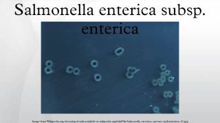 Salmonella enterica subsp enterica [upl. by Anikal]