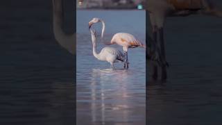 Flamingo 🦩 flamingo facts wildlife shorts [upl. by Granthem376]