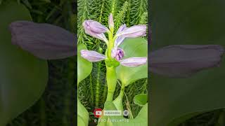 Water HYACINTH Blooming Time Lapse shorts [upl. by Kamerman569]