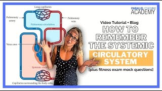 How To Remember The Systemic Circulatory System [upl. by Ifill]