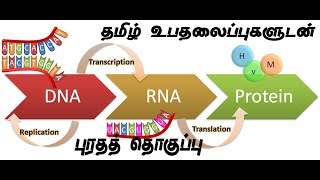 Protein synthesis tamil [upl. by Branden]