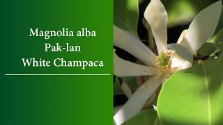 Magnolia alba The PakLan  White Champaca Bai Lan White Jade Orchid Tree or White Sandalwood [upl. by Schuman]