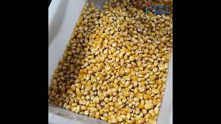 RealTech Mini32 for Corn Sorting wheatcolorsortermachine farming machine [upl. by Levy76]