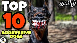 உலகின் 10 ஆக்ரோஷமான நாய்கள்  aggressive dogs  canine empire [upl. by Acinna]