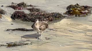 Whimbrel North Pacific Beach San Diego October 27 2024 [upl. by Aniwde]