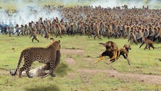 A Pack Of Baboons Surrounded And Attacked A Leopard To Rescue Their Leader [upl. by Lorain354]