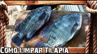 Como Limpar Peixe  Tilápia [upl. by Quincey]