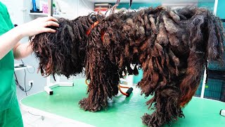 YOU WONT BELIEVE how this DOG looks before shaving all these dreadlocks [upl. by Ogaitnas]