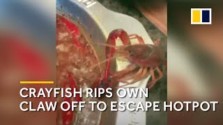 Crayfish rips own claw off to escape China hotpot [upl. by Akcired]