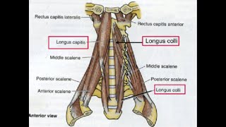 Two Minutes of Anatomy Deep Cervical Flexors AKA Deep Neck Flexors [upl. by Anial]