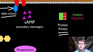 Signal Transduction Pathways [upl. by Nahgeam512]