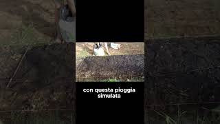 Come PROTEGGERE i SEMI degli SPINACI  GUARDA IL VIDEO COMPLETO shorts [upl. by Nemraciram]