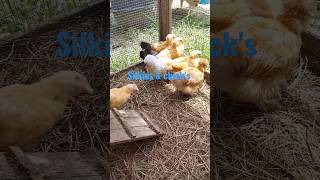 shorts silkies chicks animals bufforpington farmers chickens animalshorts animallover [upl. by Aiynat]