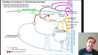 Les hybridations des humains au Pleistocène [upl. by Dukey]