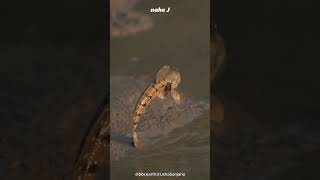 Amphibious Fish  Mudskipper animals nature animal [upl. by Mackay108]