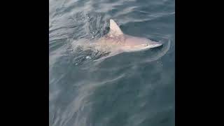 70quot Female sandbar shark Tagged and released sandbarshark shark leviathanfishing fishing [upl. by Alisander]