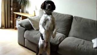 english springer spaniels tricks THE BEST  2 [upl. by Dayle]