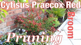 Red Broom Cytisus Praecox pruning video How to in my walled garden English [upl. by Eelsha264]