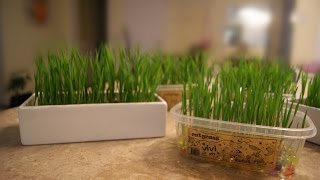 ViviPet SoilFree Cat Grass  How to grow cat grass [upl. by Feingold]