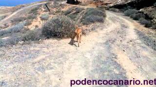 Podenco Canario Dog Recall Training [upl. by Natanoy]