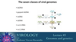 Virology 2014 Lecture 3  Genomes and genetics [upl. by Enirod274]