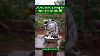 Обычные коты в Беларуси глазами нейросети 🐱 коты Нейросеть shorts [upl. by Phelgon]