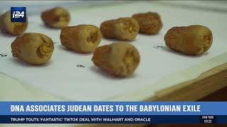 Israeli Scientists Have Revived Ancient Judean Dates From Extinction [upl. by Field]