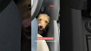 Esta perrita se subió a un auto pidiendo ayuda sin saber lo que pasaría después [upl. by Elrebmik9]