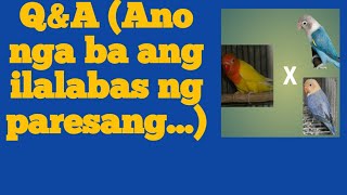 Vlog29 Q amp A Ano nga ba ang ilalabas ng paresang [upl. by Ezri]