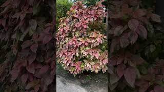 Acalypha wilkesiana plants copper leaf [upl. by Odragde]