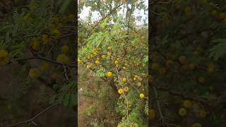 Acacia farnesianagum arabic treeshorts [upl. by Yssac]