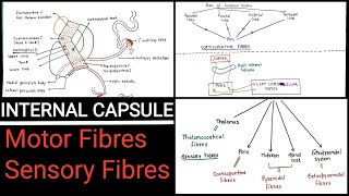 INTERNAL CAPSULE  PART  2 [upl. by Adnaluoy408]