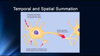 Synapses and Synaptic Potentials [upl. by Yusem]